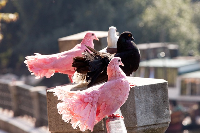 响力的扩大 响力的扩大
